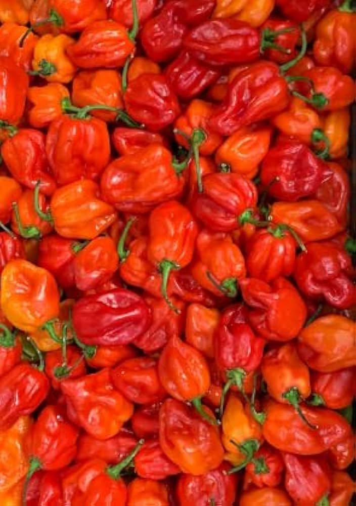 41aKTQfxWUL._AC_UF1000,1000_QL80_