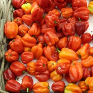 Ata Rodo Scotch Bonnet Hot Pepper-1kg