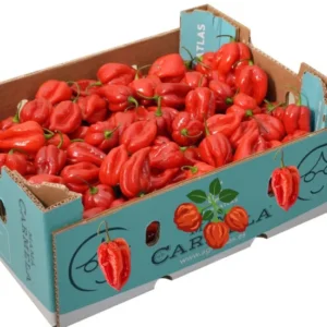 Scotch Bonnet Ata Rodo Hot Pepper-Box 3.6kg