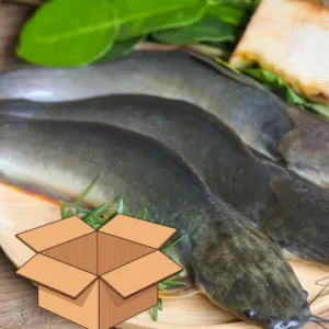 Whole Catfish Gutted 800 Box 5kg