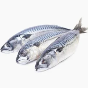 Mackerel