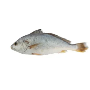 Yellow Croaker Steaks 7-10Cm 1Kg