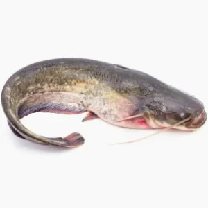 Africa's-Finest catfish Gutted 500/800G